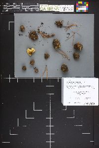 Rhizopogon ochraceorubens image