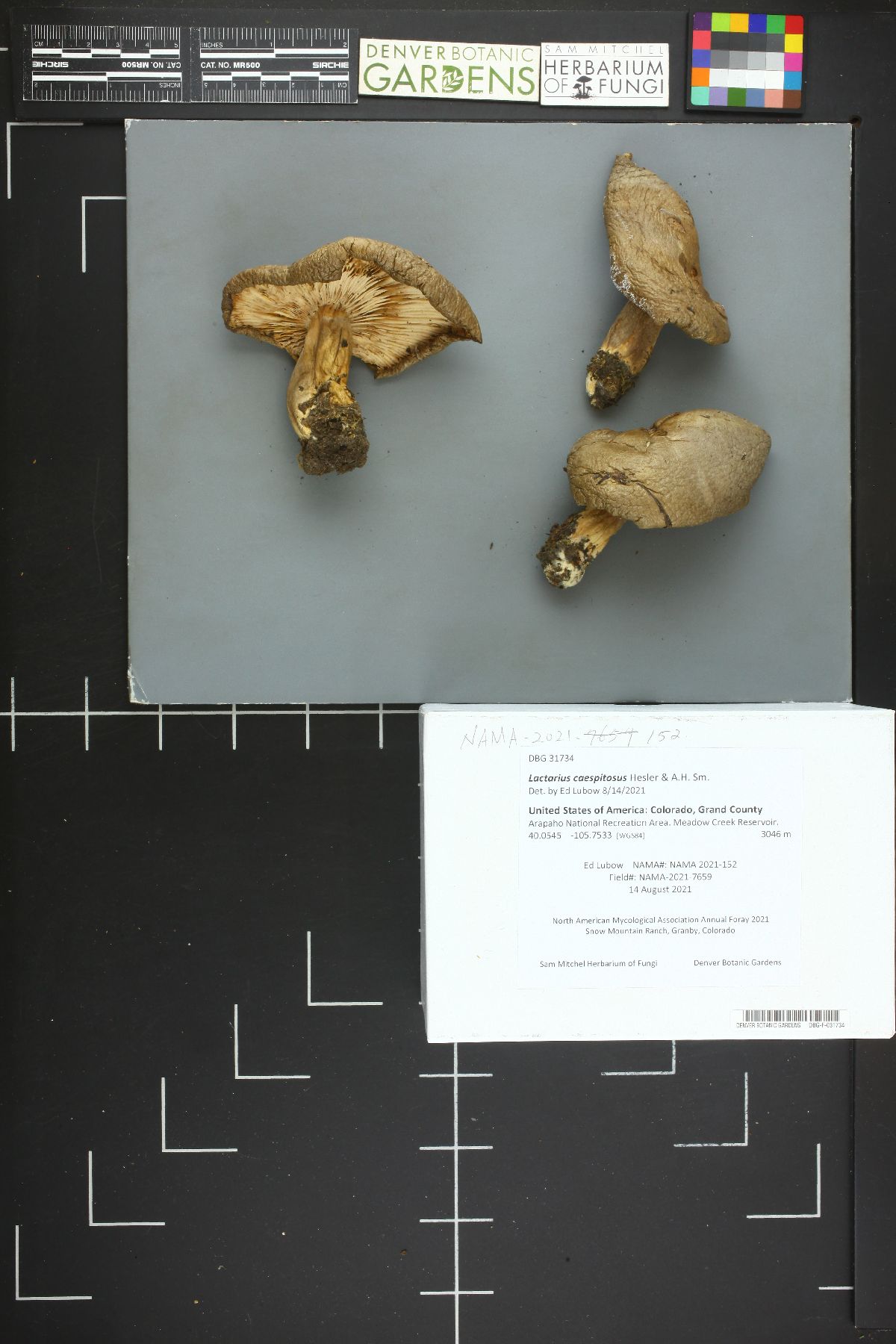 Lactarius caespitosus image