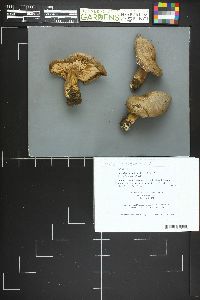 Lactarius caespitosus image