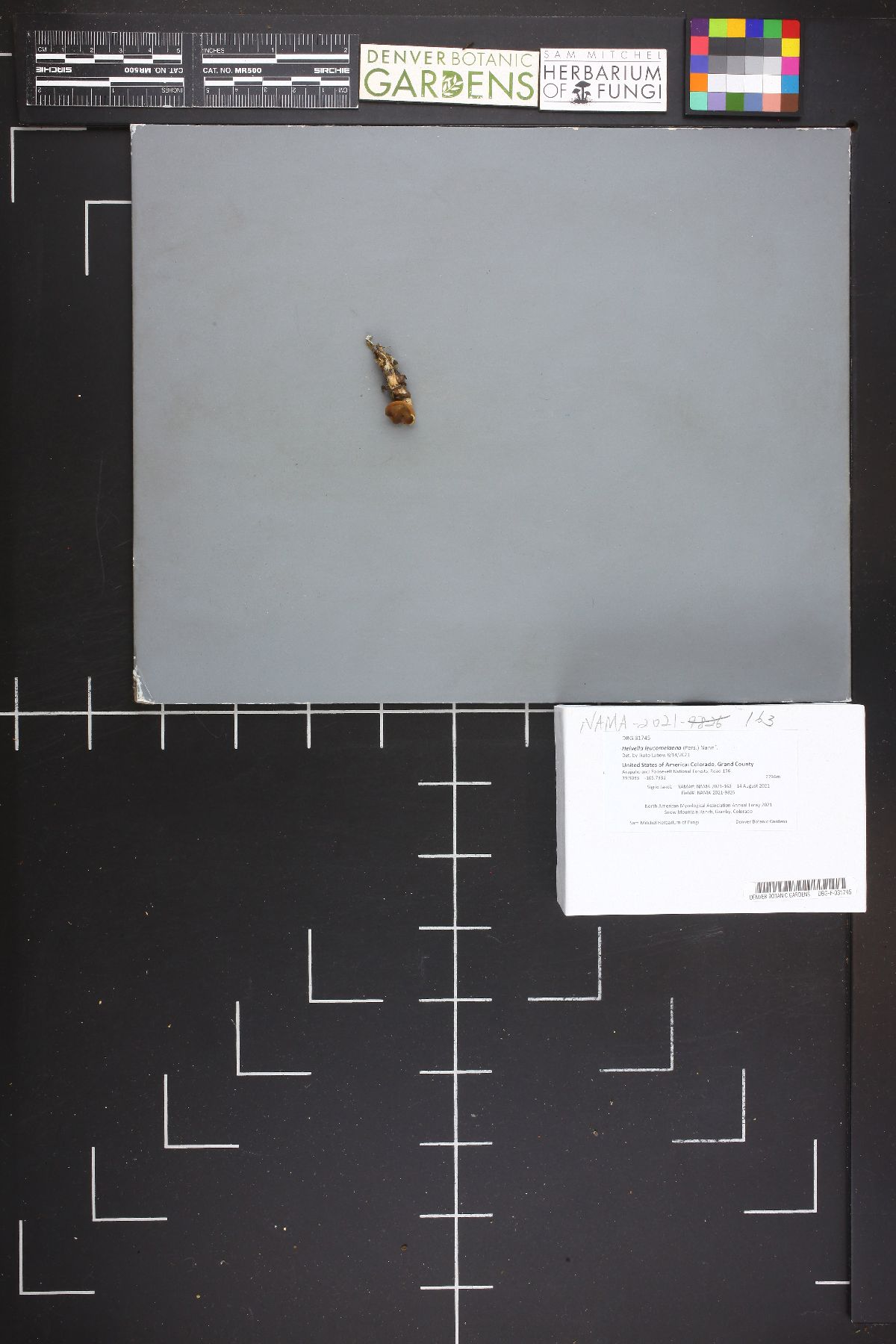 Dissingia leucomelaena image