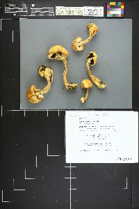 Agaricus albolutescens image