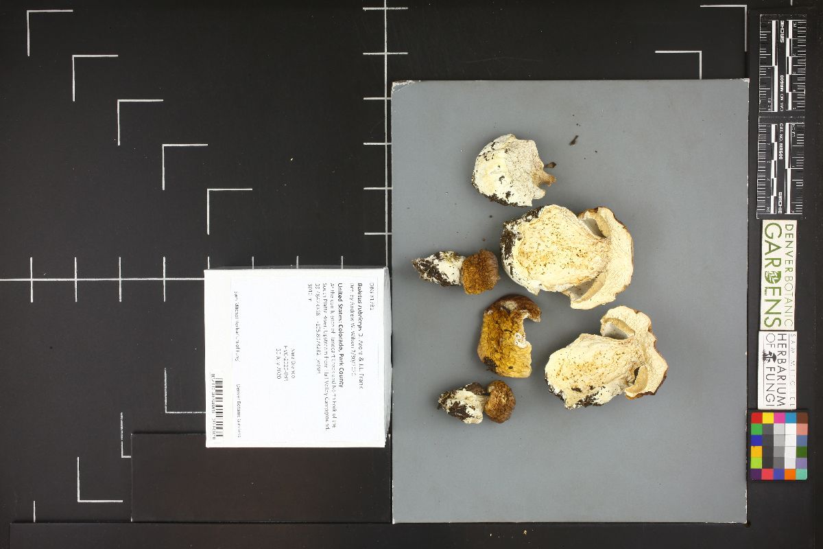 Boletus rubriceps image