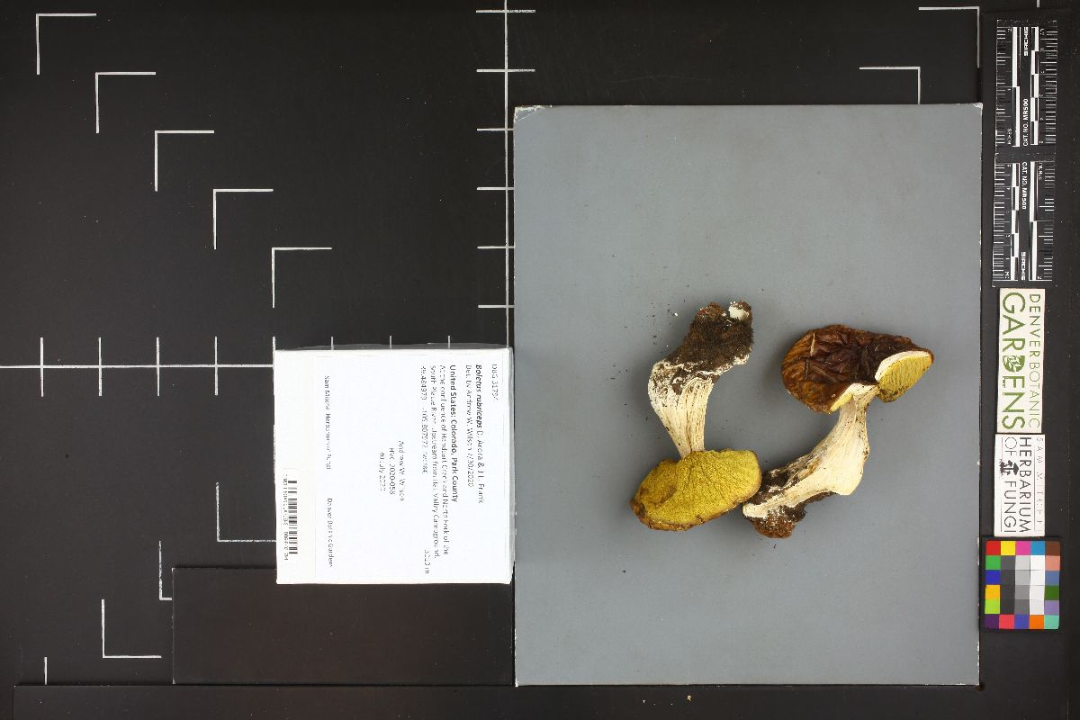 Boletus rubriceps image