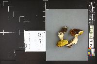Boletus rubriceps image