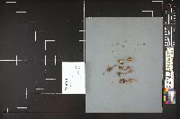 Laccaria bicolor image