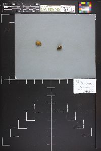 Truncocolumella citrina image