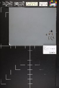 Hydropus arenarius image
