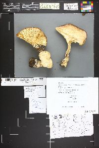 Infundibulicybe geotropa image