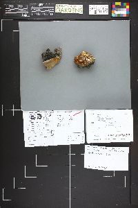 Phellinus igniarius image