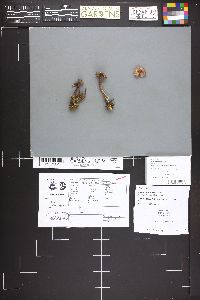 Inocybe fastigiella image
