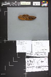 Gloeophyllum sepiarium image