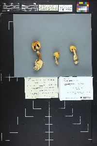 Amanita caesarea image