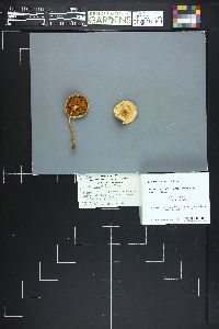 Pholiota spumosa image