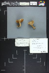 Lactarius uvidus image