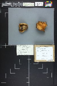 Lactarius sanguifluus image