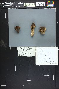 Helvella infula image