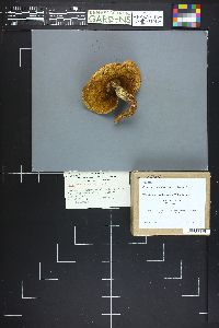 Xerocomus truncatus image