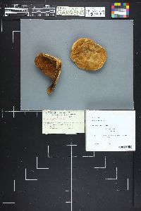 Boletus pallidus image