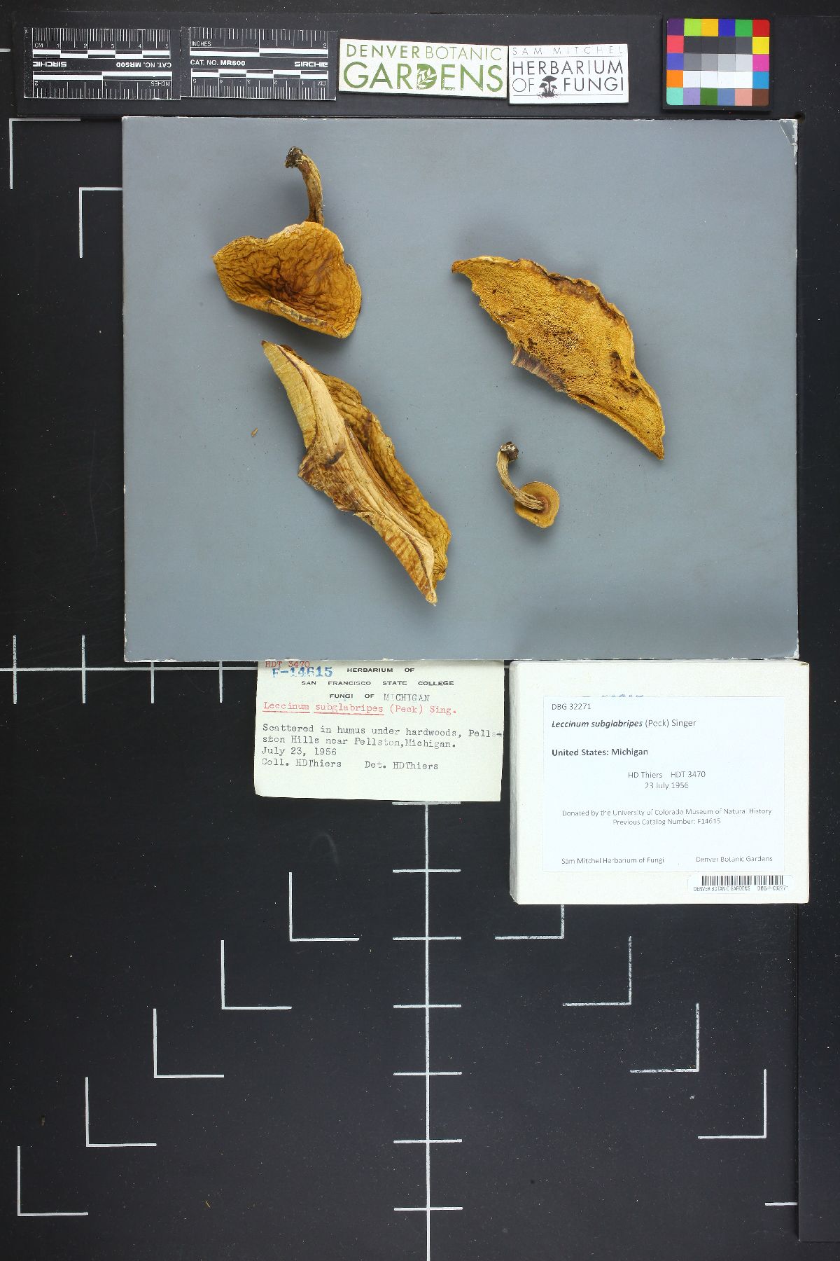 Leccinum subglabripes image