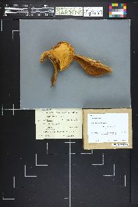 Boletus variipes image