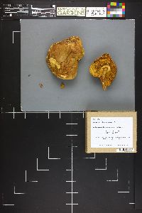 Boletus subtomentosus image