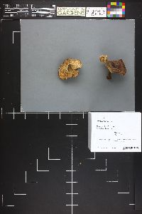 Polyporus varius image