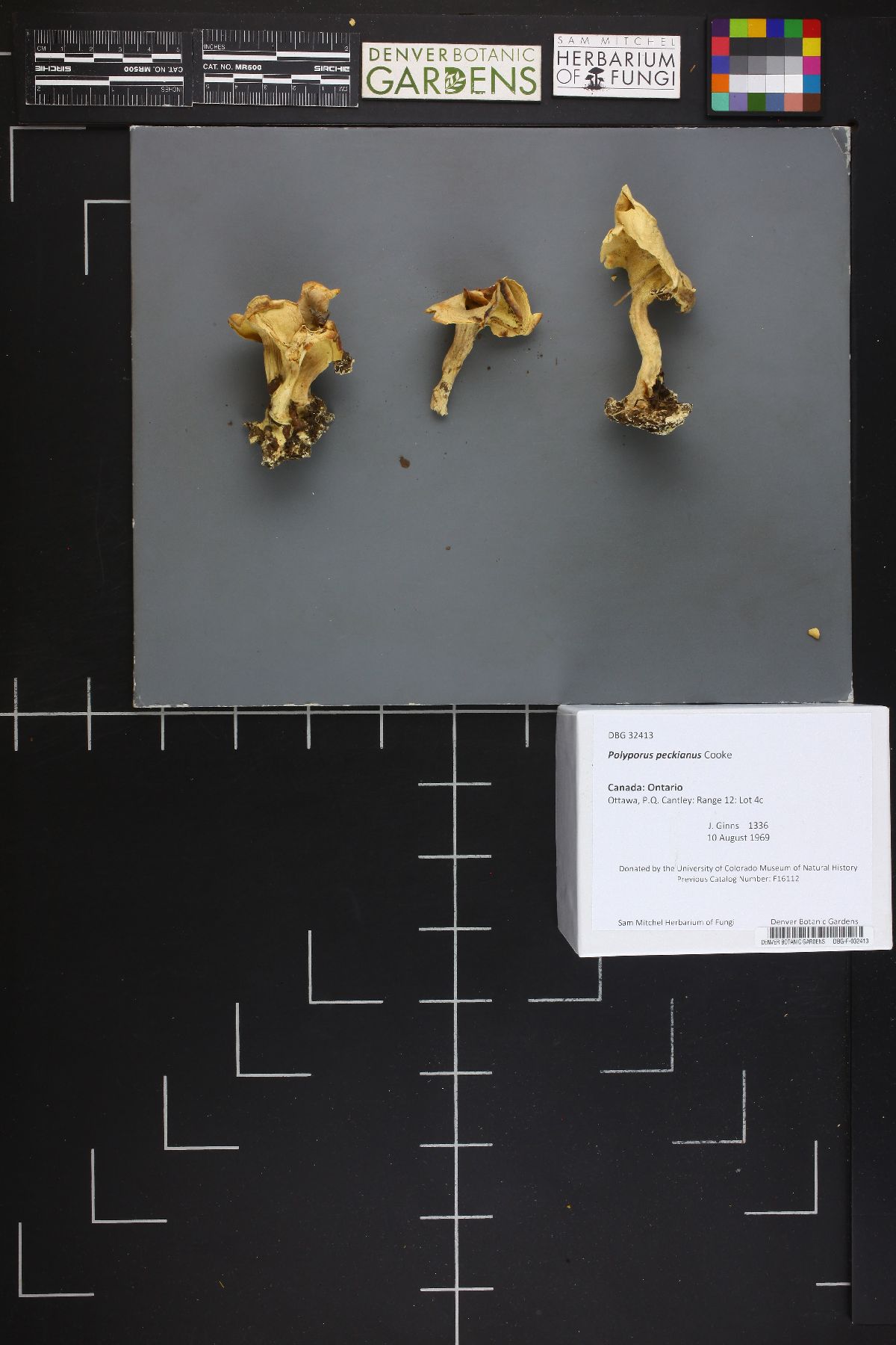 Xanthoporus peckianus image