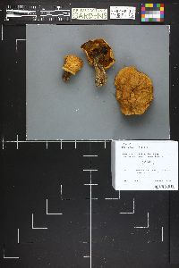 Suillus subaureus image