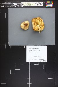 Floccularia luteovirens f. luteovirens image