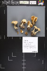 Clitocybe dilatata image