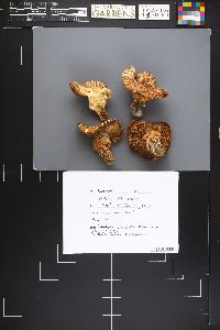 Tricholoma zelleri image