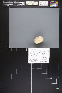 Calvatia lycoperdoides image