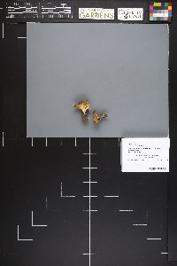 Helvella costifera image