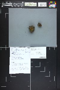 Hoffmannoscypha pellita image