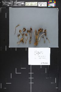 Mycena subinclinata image