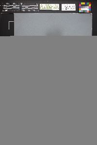Cortinarius claricolor image