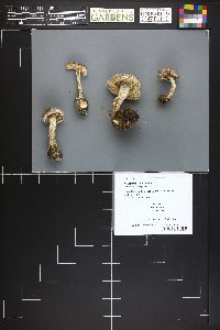 Tricholoma subacutum image