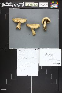 Tricholoma smithii image