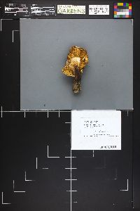 Tricholoma dulciolens image