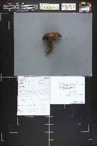 Image of Hydnellum fuscoindicum