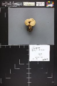 Agaricus amicosus image