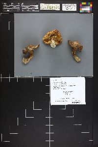 Tricholoma dulciolens image