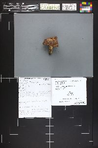 Image of Hydnellum glaucopus