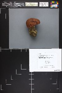 Leccinum fibrillosum image