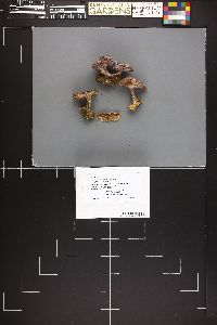 Cortinarius lilacinocolossus image