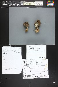 Cortinarius claricolor image
