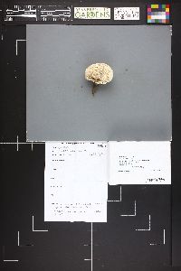 Calvatia bovista image