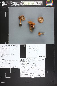 Lactarius luculentus var. laetus image