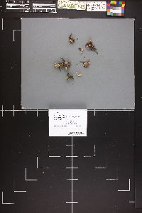 Image of Phaeoclavulina myceliosa
