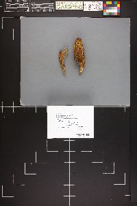 Ramaria velocimutans image